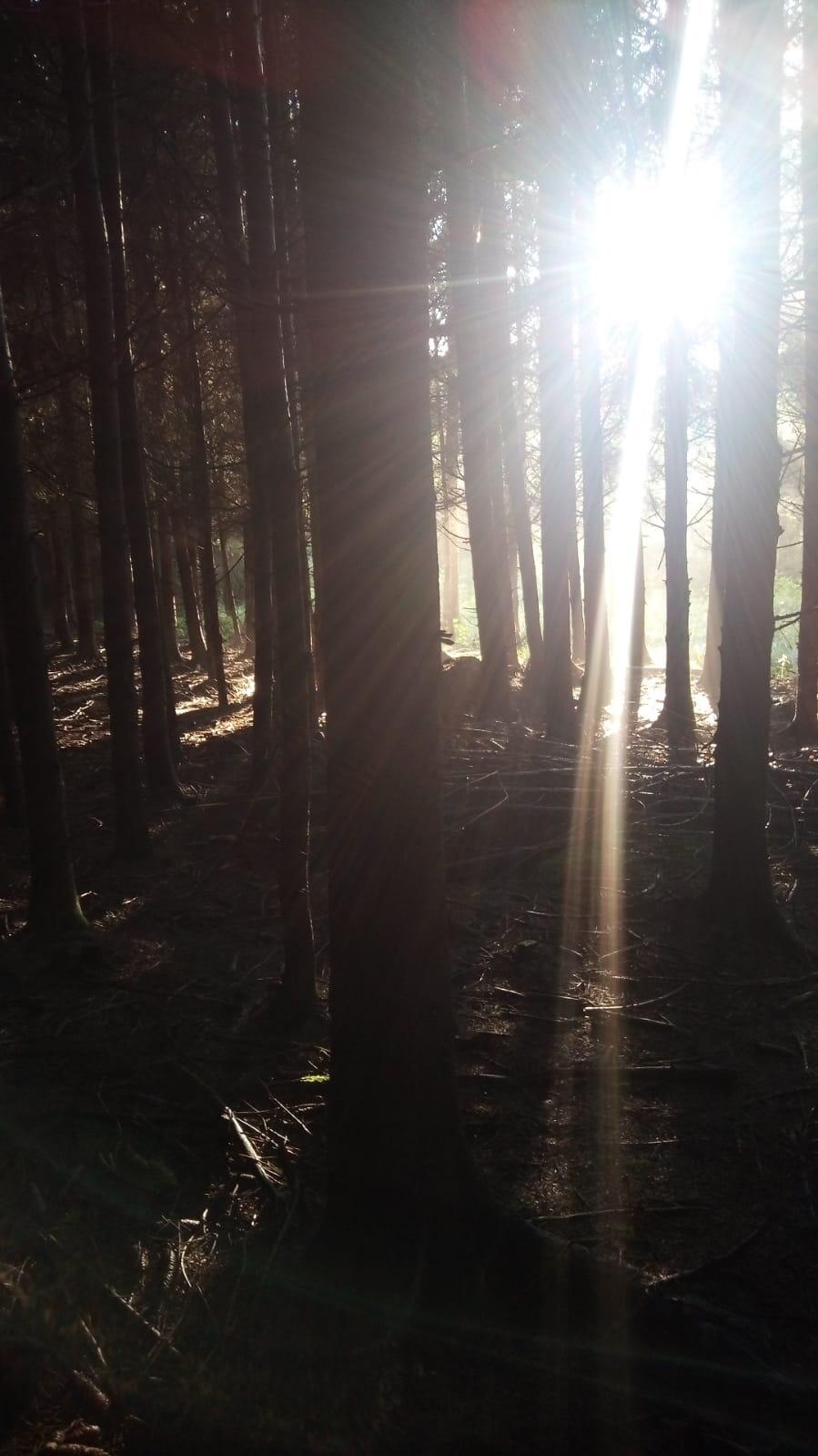 2025-09-25_12-09-35-wald_mit_licht