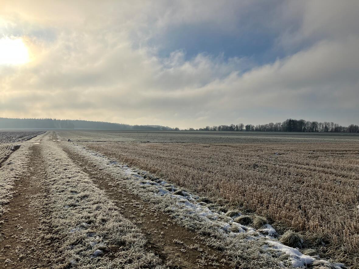 Feldweg frostig