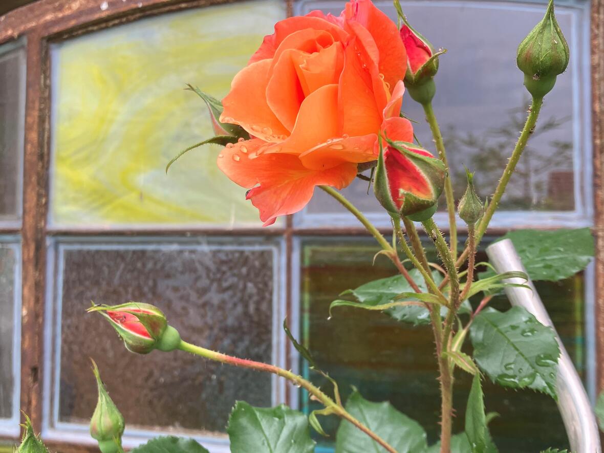 2026-07-02_17-05-33-rose_orange